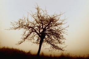 Stromy - Strom před mlhou