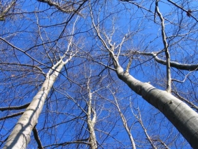 Stromy - Šedomodrá