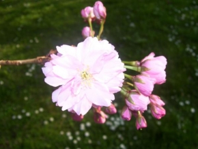 Půvaby květin - Růžový kvítek