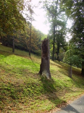 Stromy - Pozůstalý strom