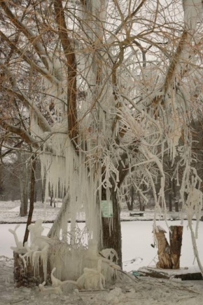 Stromy - Ledový strom