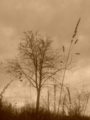 Stromy - Mrtvý strom