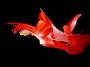 Václav Král - Epiphyllum trunacatum
