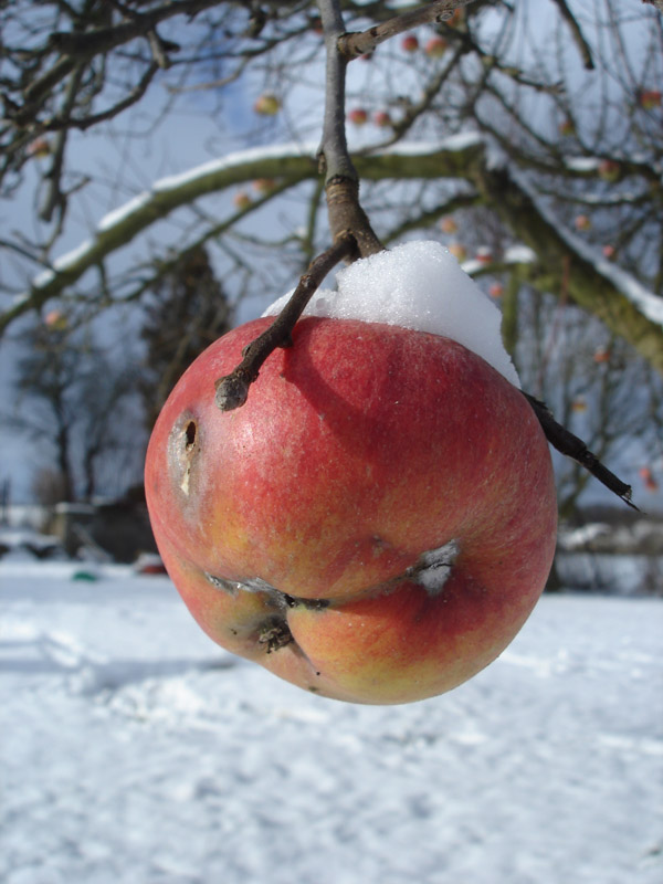 Detail jablka s sněhovou čepicí