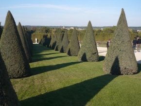 Stromy - Versailles garden