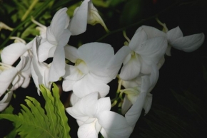 Michaela Chourová - Bílé květy