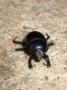Scarabeus