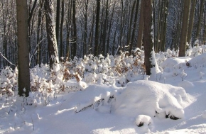 Kouzlení zimy - Lesní podrost