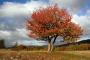 Ondřej Pchálek -Podzimní strom