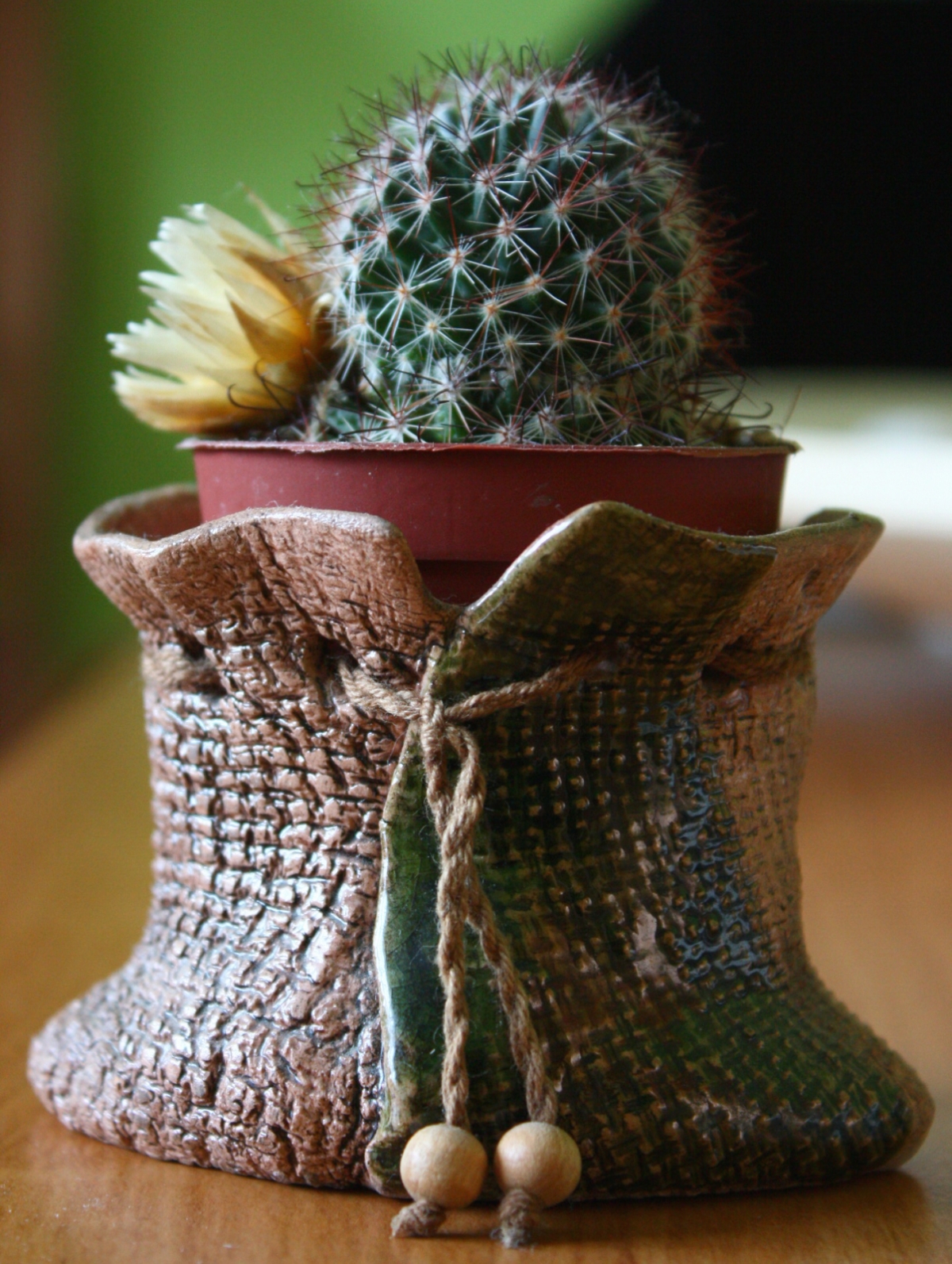 Kaktus v pytli