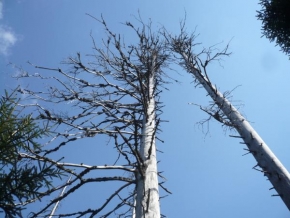 Stromy - Poslední mohykáni