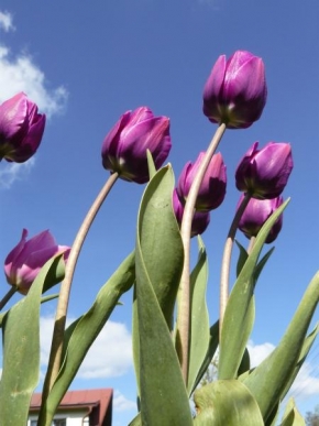 Půvaby květin - Tulipááány