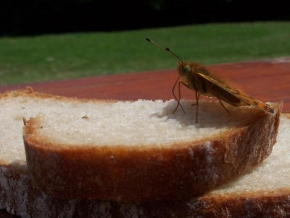 Makrofotografie - Motýl a chléb