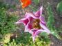 Tulipán