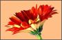 Gerbera