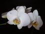 Phalaenopsis