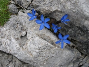 Půvaby květin - Horská modř