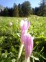 NA LOUCE-ALPY