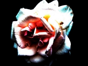 Kateřina Neradová - Trochu jiná růže