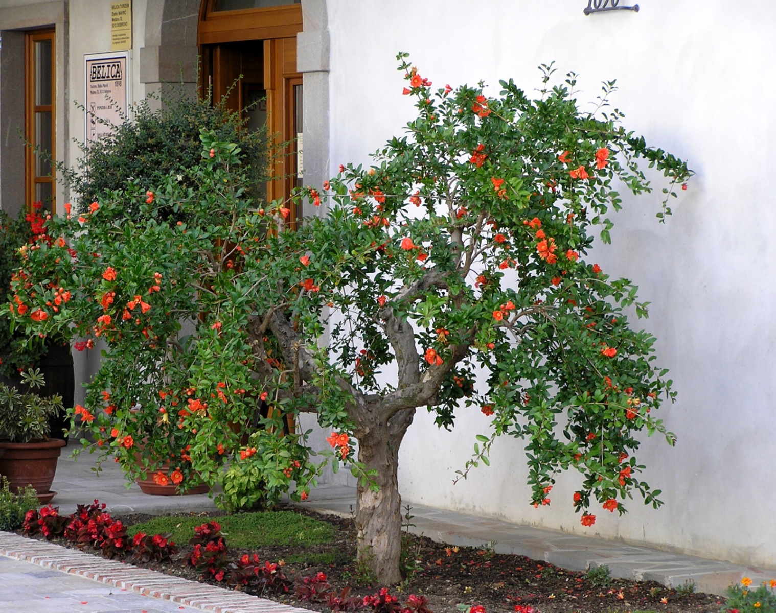 Jabloň (granátová jablka v květu)