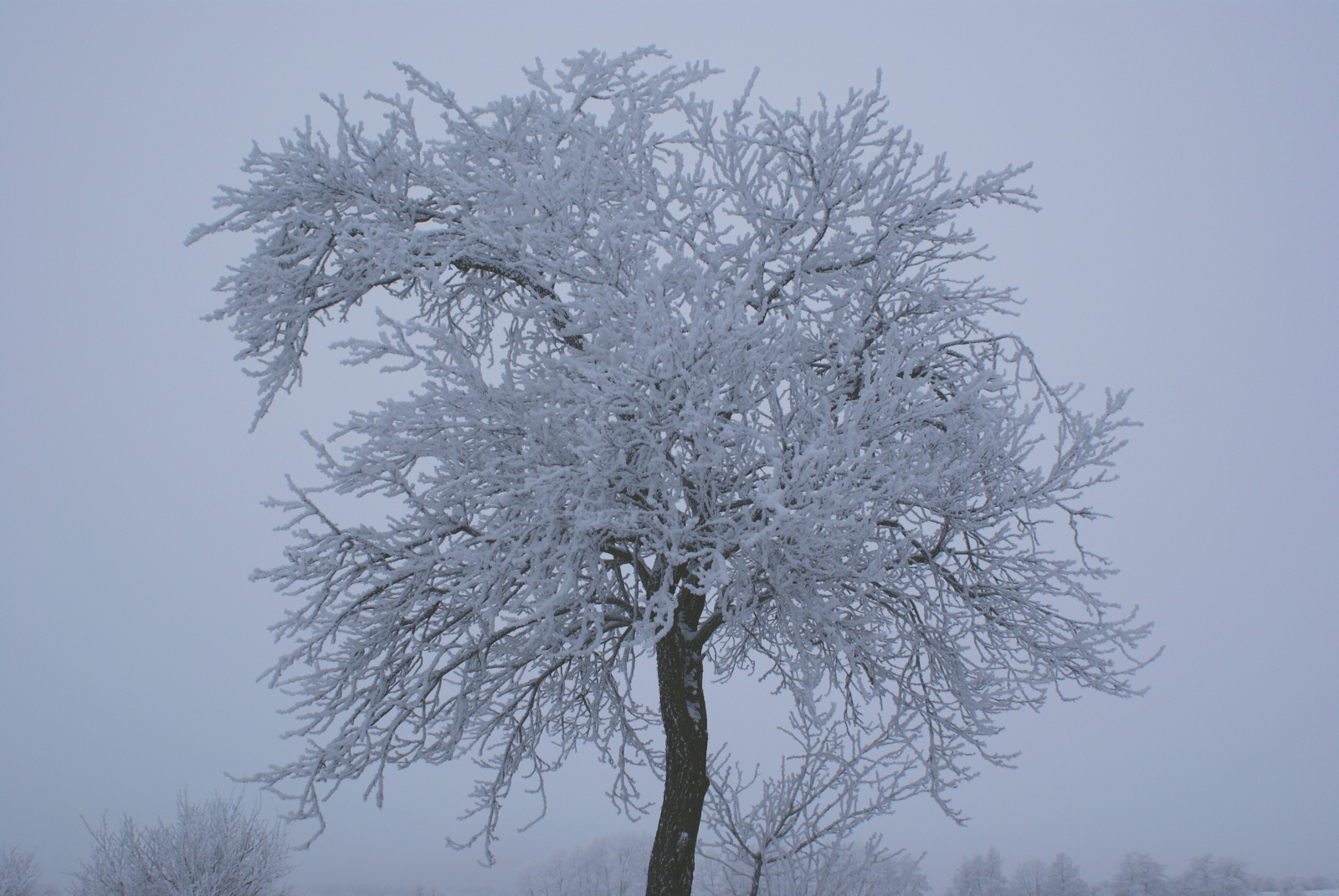 Omrzlý strom