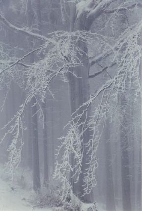 Kouzlení zimy - Mlhavé ticho