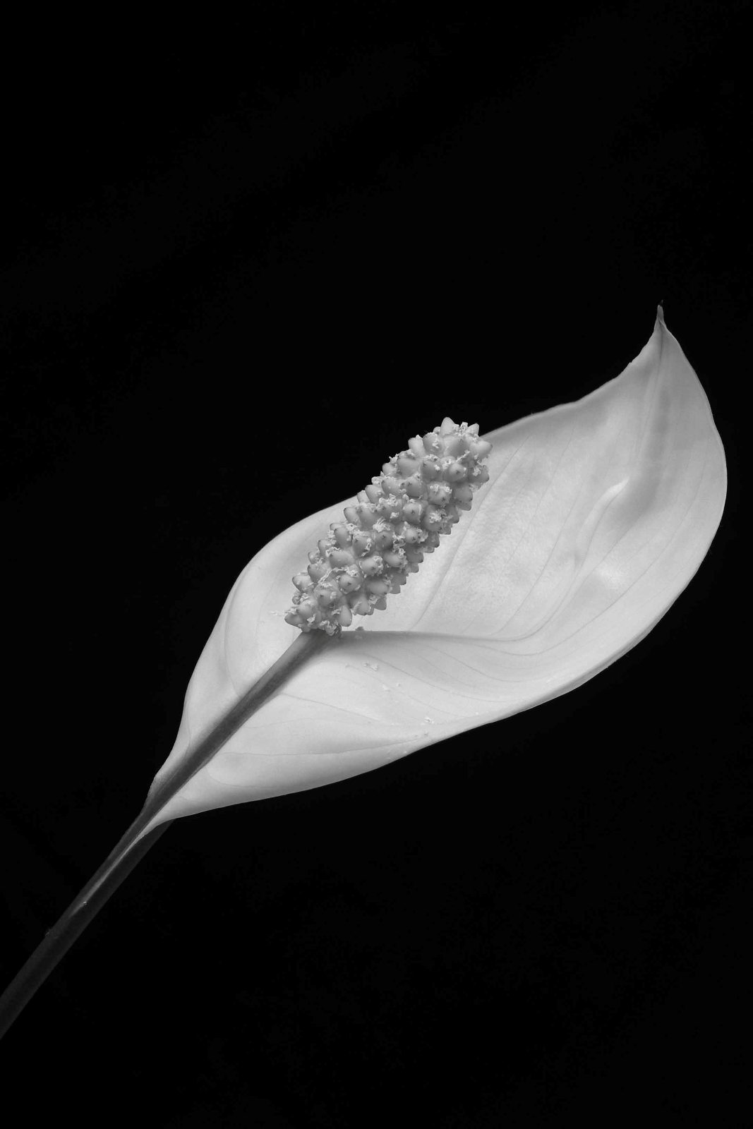 Kvet lopatovníka