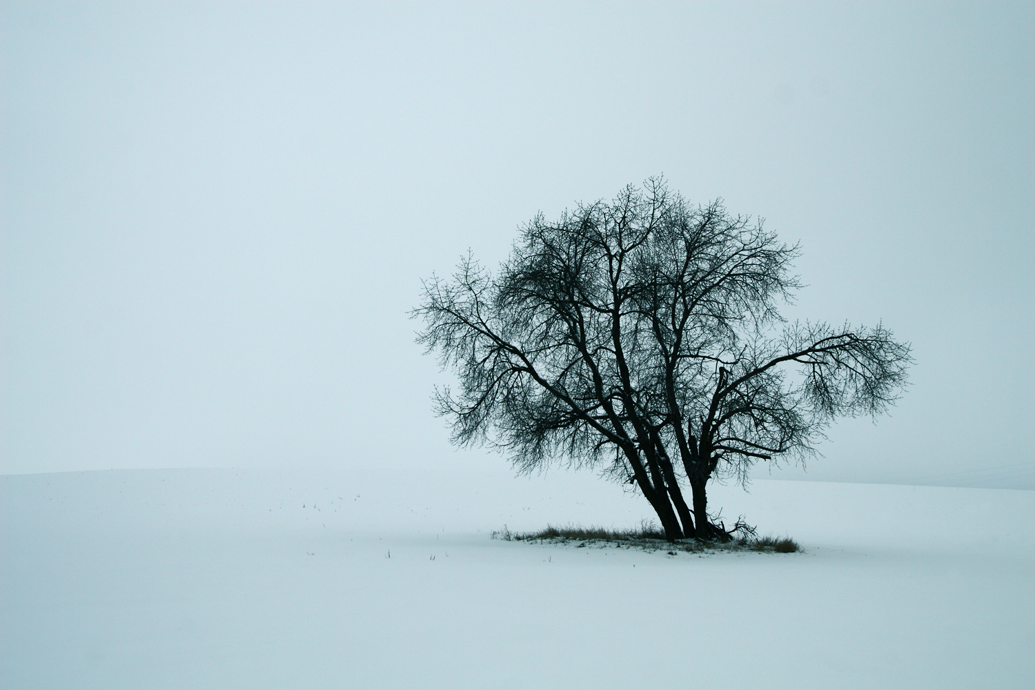 Zimný strom