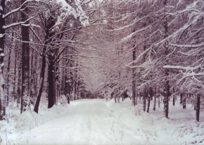 Kouzlení zimy - Cestička lesem