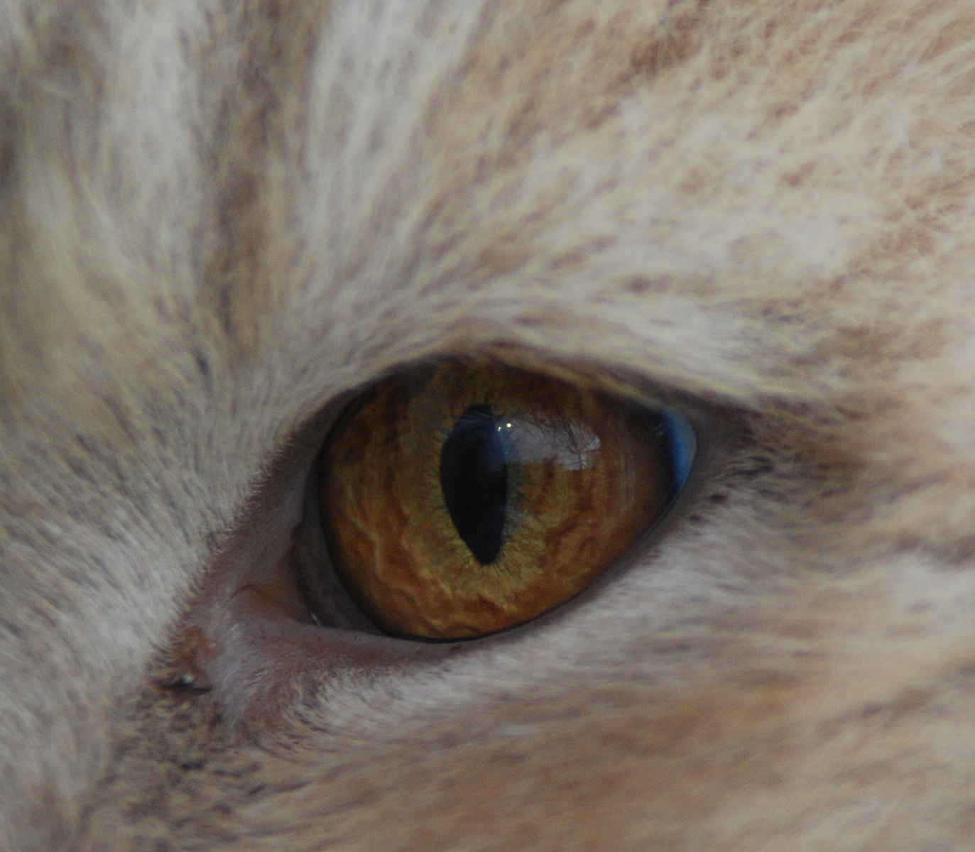 Oko kočky