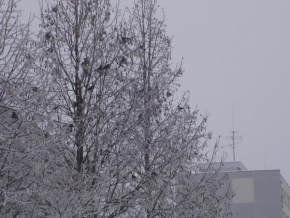 Královna zima - Vrány na stromě