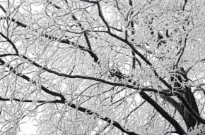 Královna zima - Zimní abstrakce