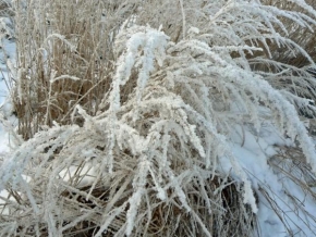 Královna zima - Zmrzlá tráva