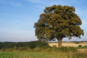 Stromy - Hlídač v polích