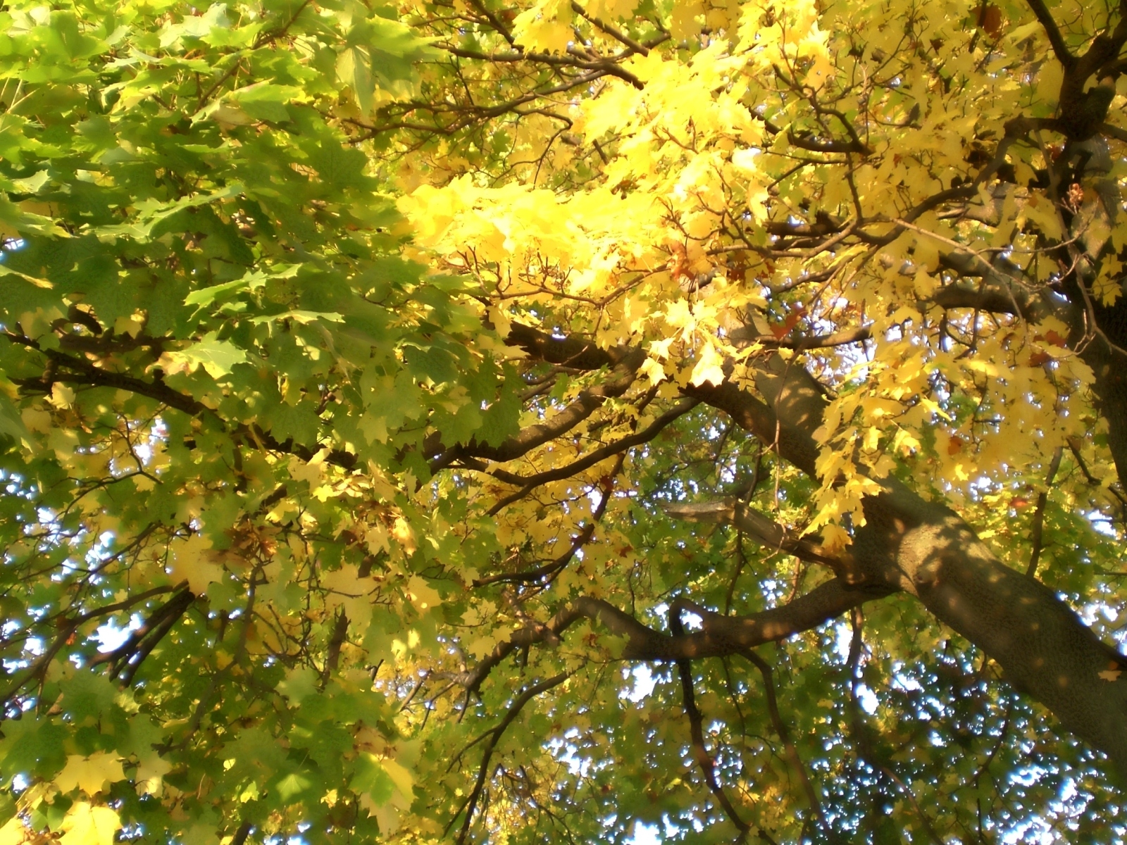 Podzimu došla žlutá