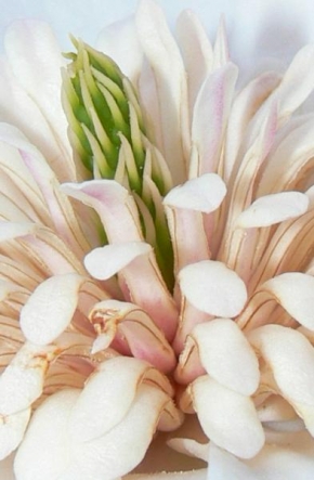 Půvaby květin - Magnolie