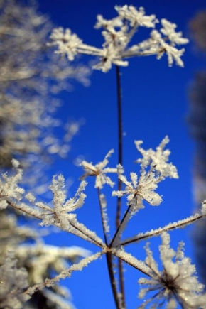 Královna zima - Ledový květ