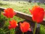 TULIPAN