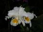 Orchidea