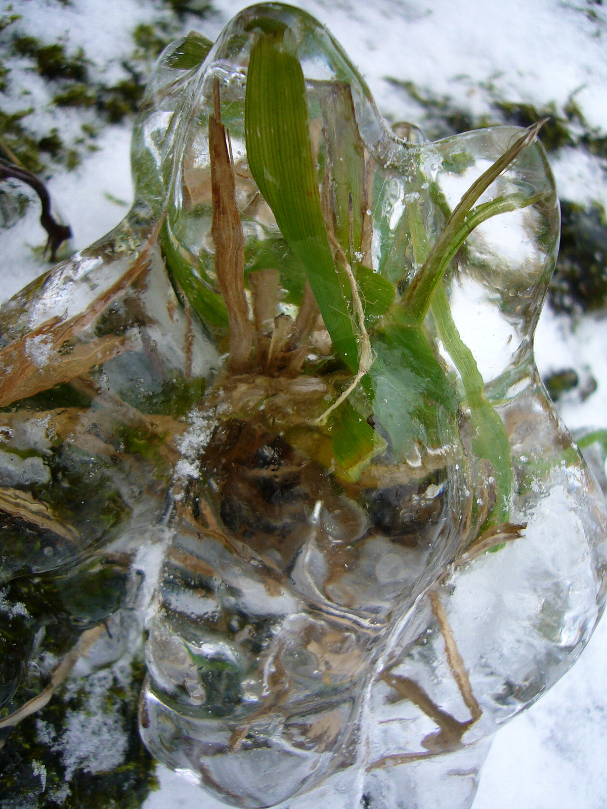 Zamrzlá tráva