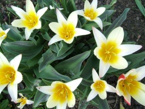 Půvaby květin - Narcisy