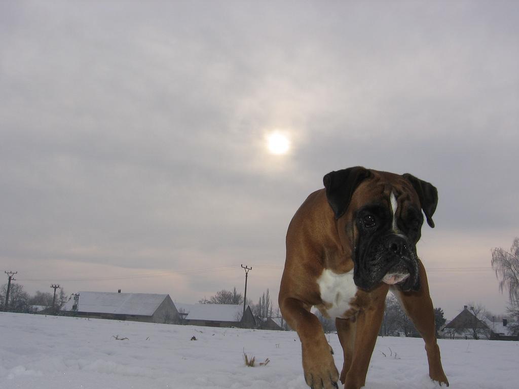 Pes okouzlený zimou