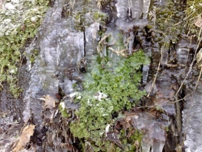 Ondřej Fišera - Ledová rostlina