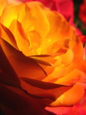 Půvaby květin - Plátky růže