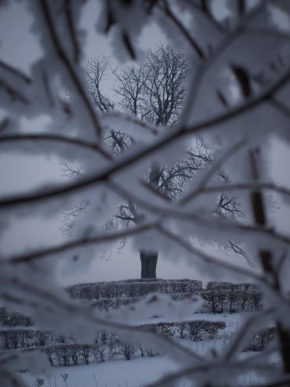 Královna zima - Zakletý strom