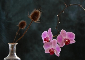 Půvaby květin - Fotograf roku - Náklonnosť