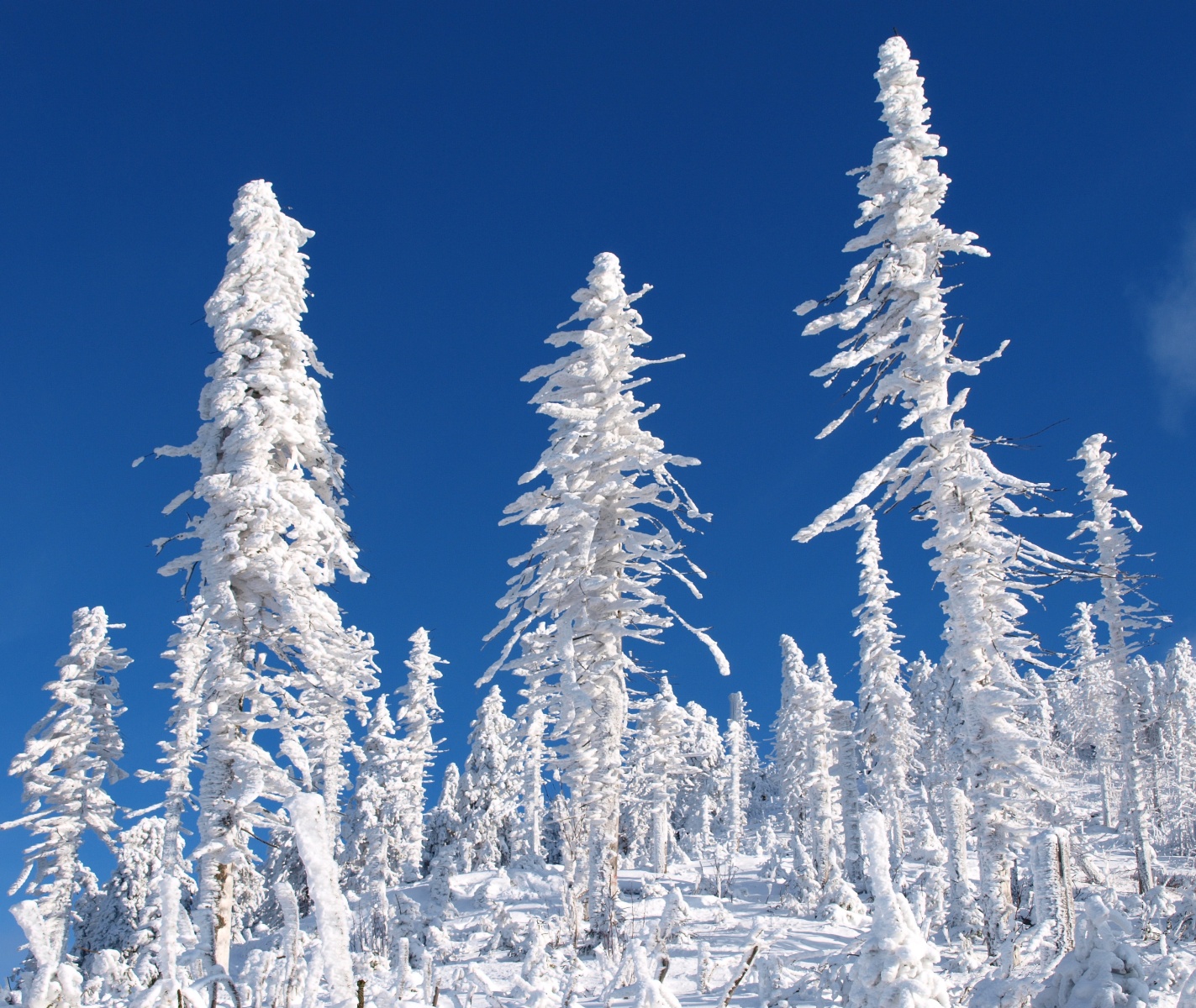 Stromy ve sněhovém obleku