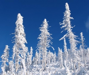 Královna zima - Stromy ve sněhovém obleku