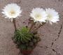 Echinopsis