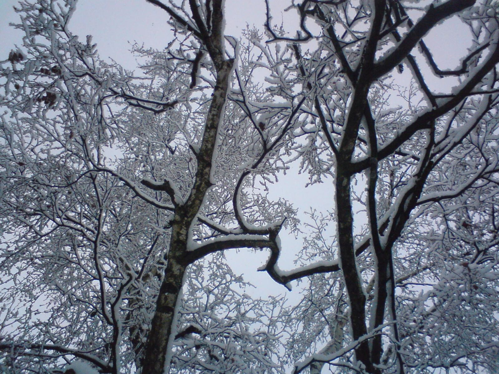 Zasněžené stromy
